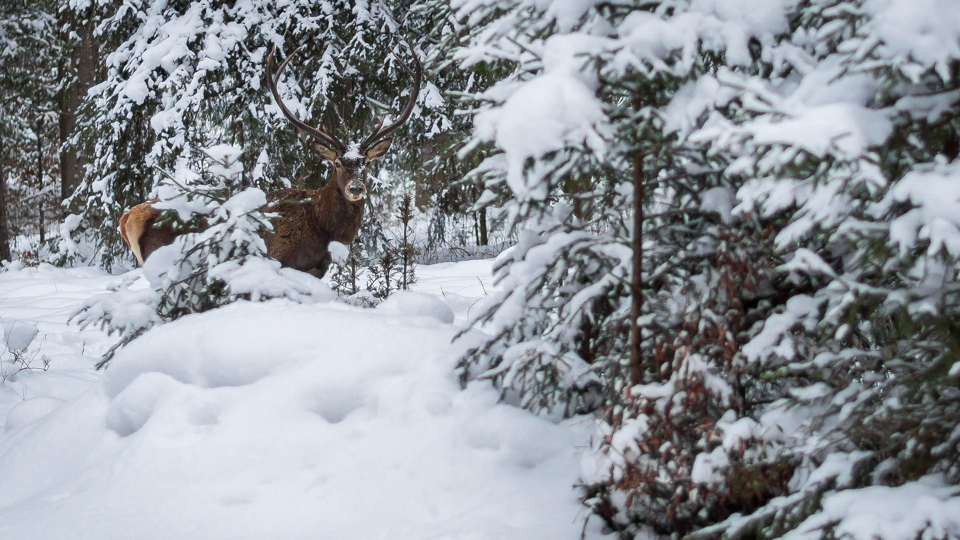 deer-3984820_1920